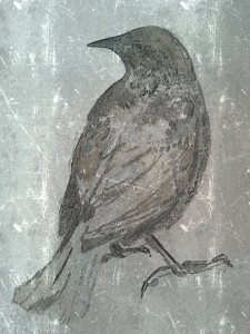 Black bird - female