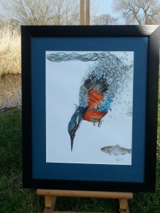 KINGFISHER DIVING